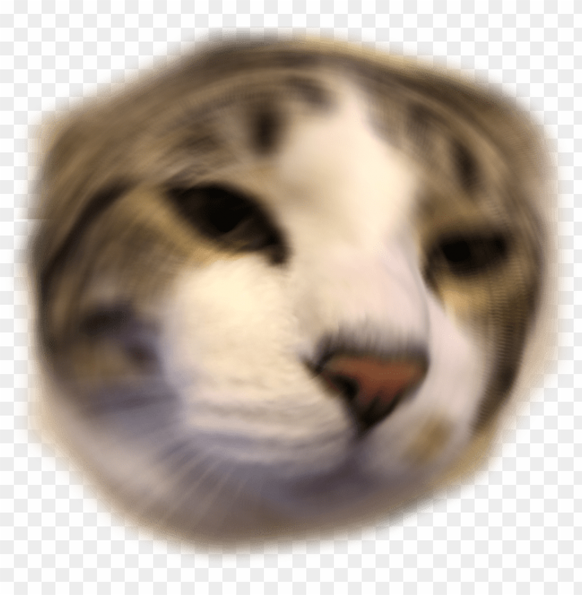 Cat Icon